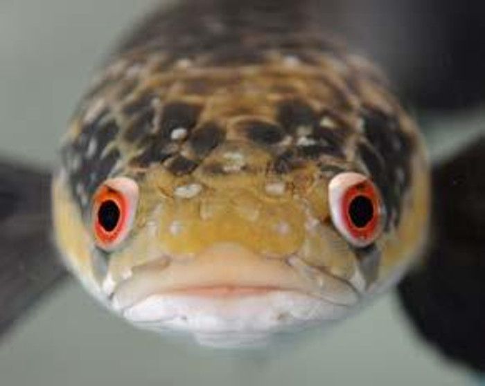 Schlangenkopffische – neue Studie bringt Ordnung ins Arten-Chaos