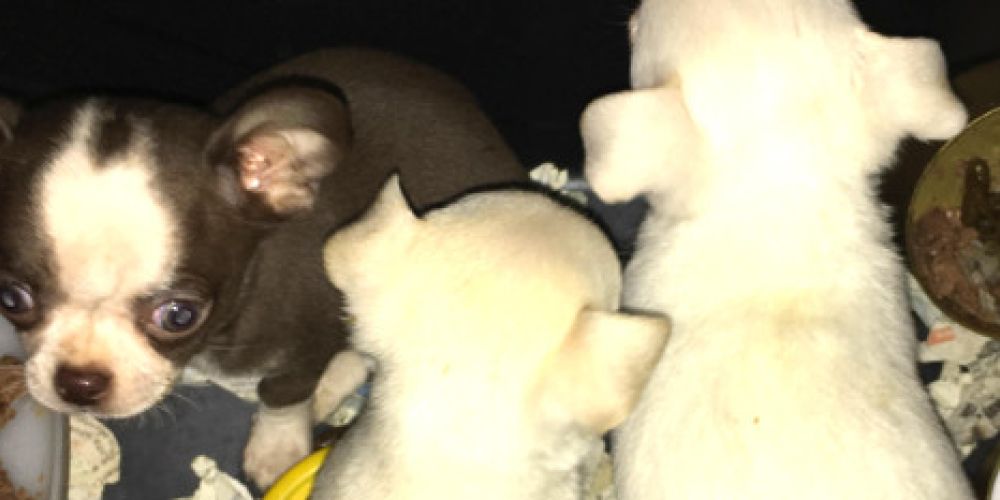 Schmuggel von Welpen aus Serbien