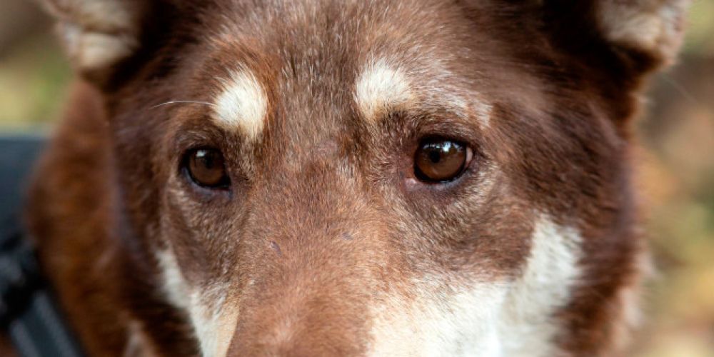 Der 10. Oktober ist der internationale Welthundetag