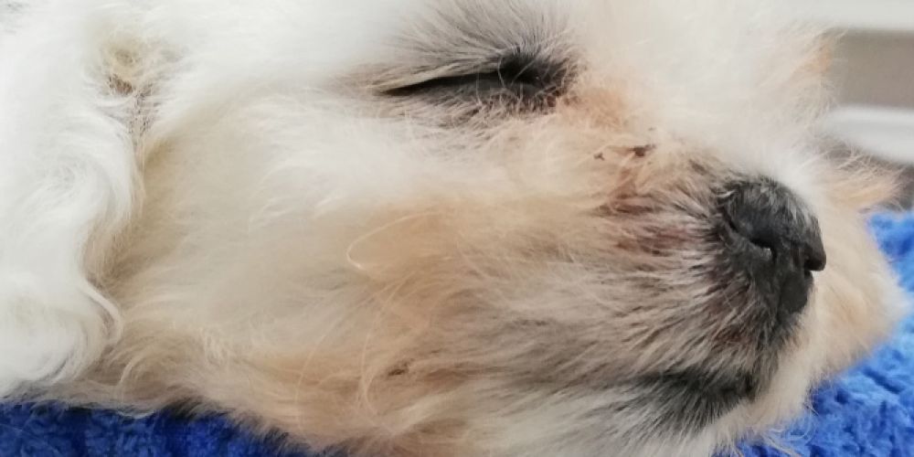 Tierarztkosten für Welpen aus illegalem Handel besonders hoch