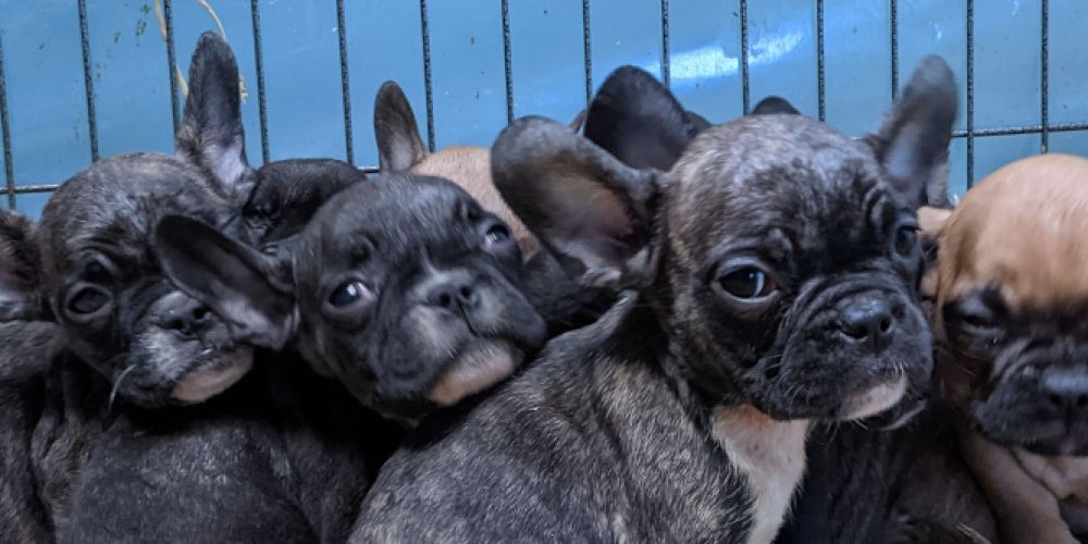 VIER PFOTEN empfiehlt: Freude schenken mit Tierpatenschaften und Tierheim-Spenden