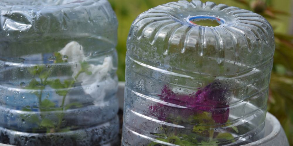 Pflanzen vor Frost schützen - Minusgrade möglich