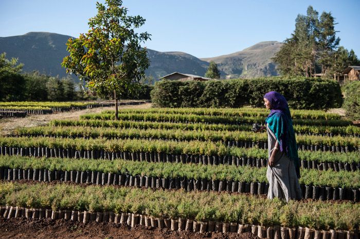 Tag des Baumes: Über 200 Millionen Bäume für Äthiopien