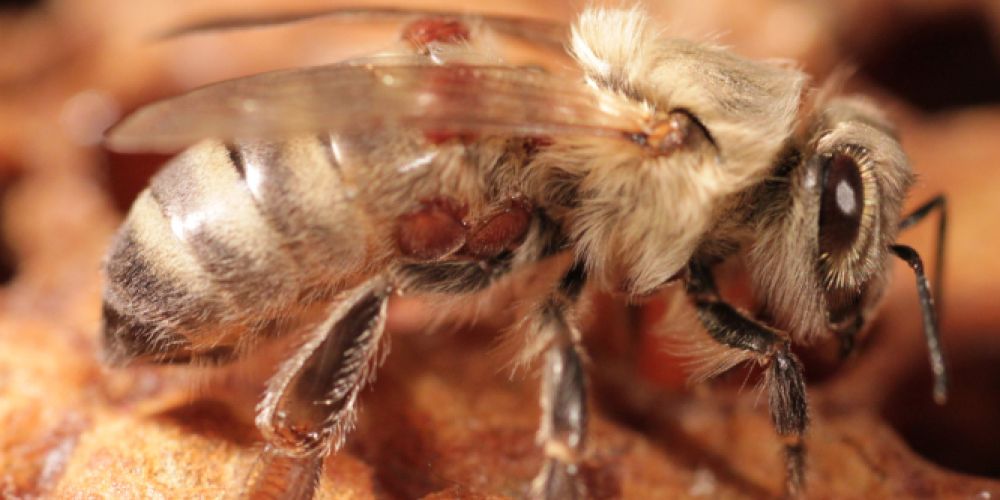 DBU-Projekt gegen Varroamilben – Weltbienentag 20. Mai