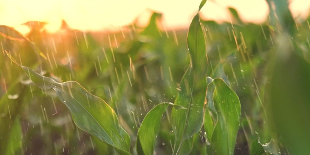 Die Dürre ist überstanden