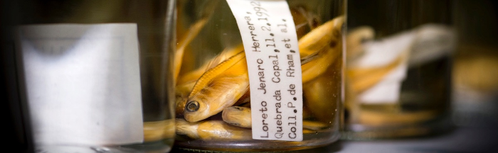 «Schweiz nutzt naturwissenschaftliche Sammlungen schlecht»