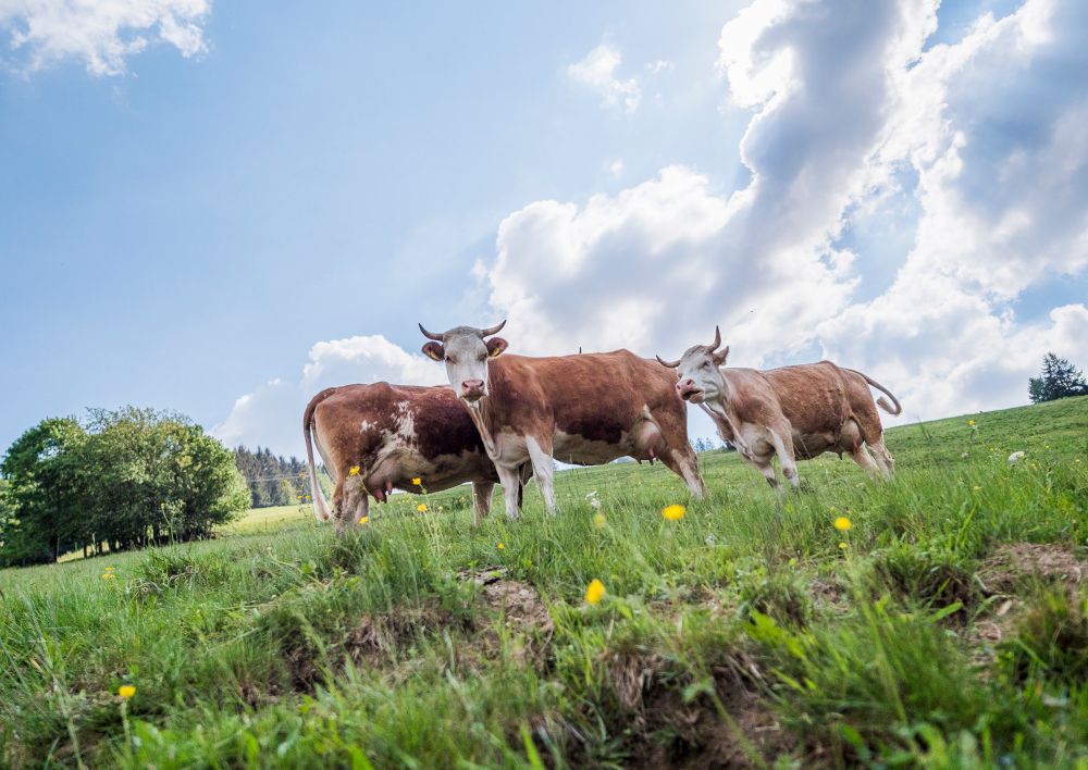Neue Konzepte für wertvolle Weiden