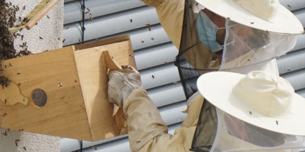 Besuch von der Bienenkönigin