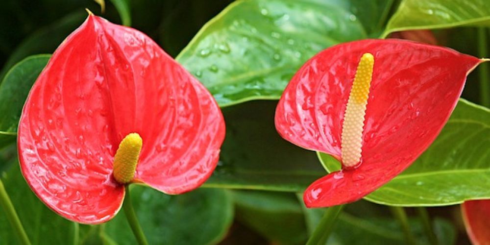 Zimmerpflanzen für dunkle Ecken mit wenig Licht