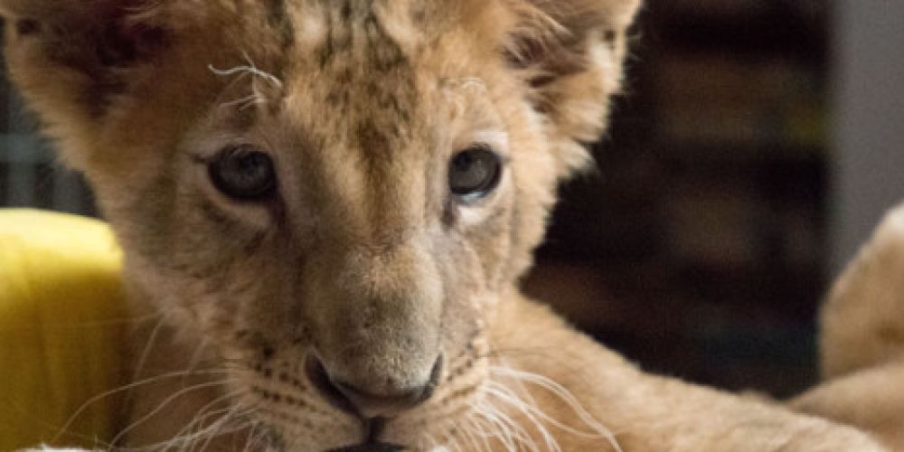 Gerettet: Zwei Löwenjungen aus Bulgarien finden neues Zuhause