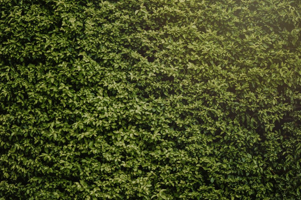 5 Tipps für die Heckenpflege – darauf kommt es an!