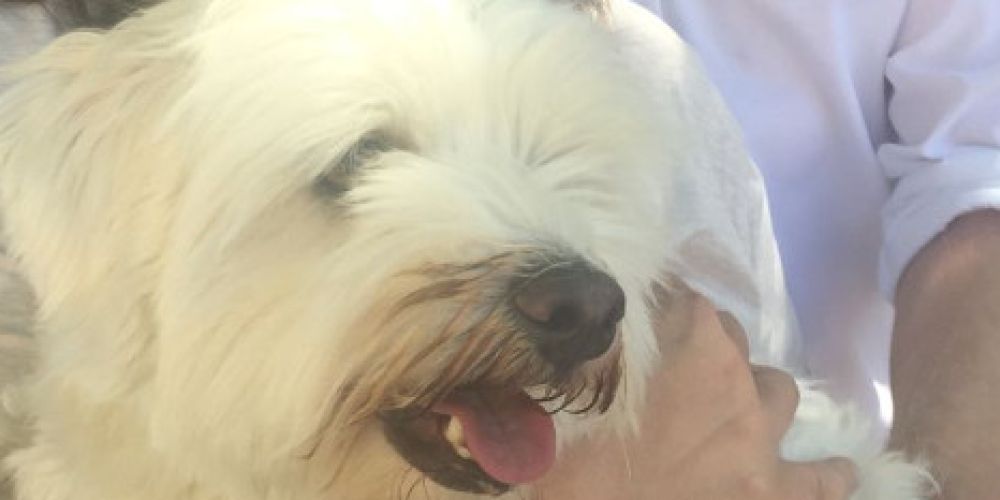 Prozess in Königstein: Urteil gegen Welpenhändler