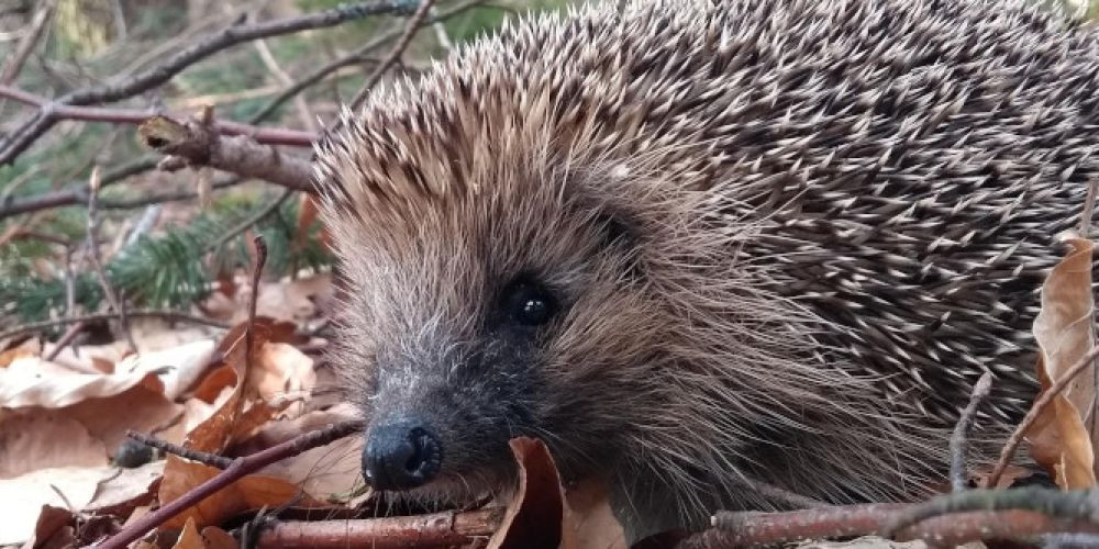 Milch ist für Igel tabu