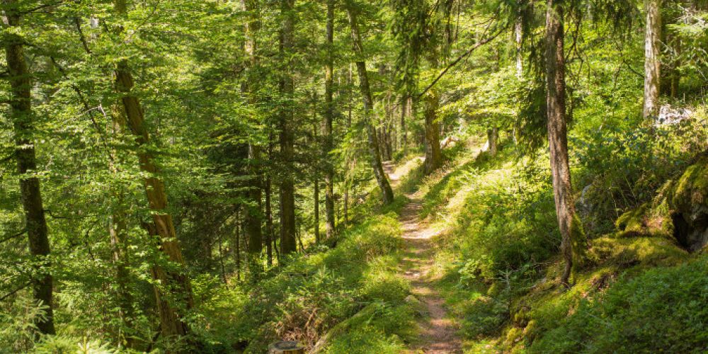 Erfolgreicher Auftakt zur „Waldputzete“ im Hochschwarzwald
