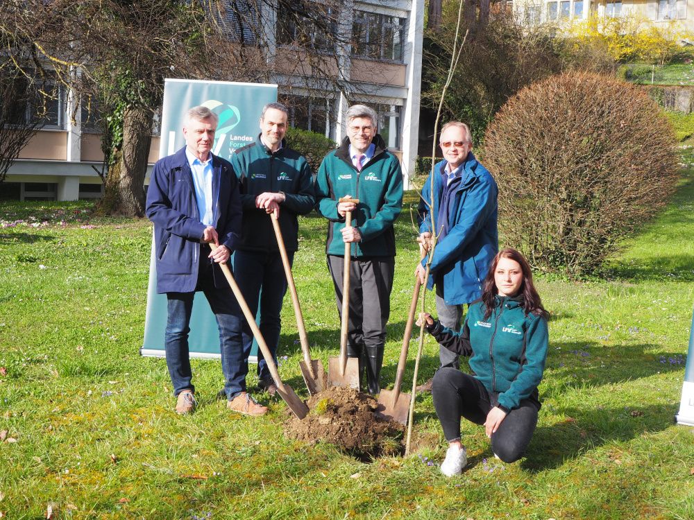 Kreisforstamt pflanzt Roteiche zum Tag des Waldes