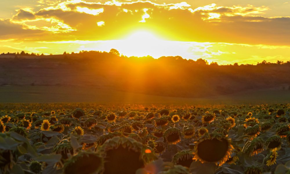 2022 warm wie selten - Klimawandel in Deutschland