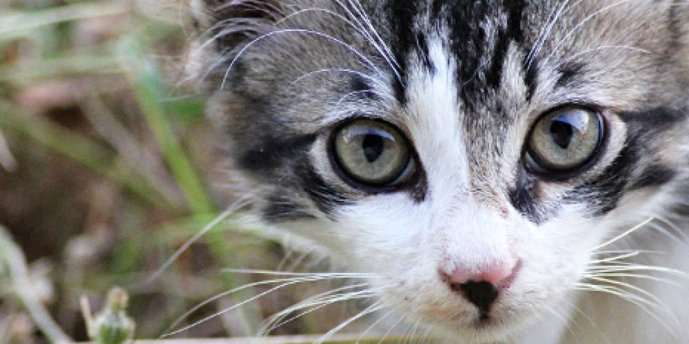 Erste Millionenstadt beschließt Katzenschutzverordnung