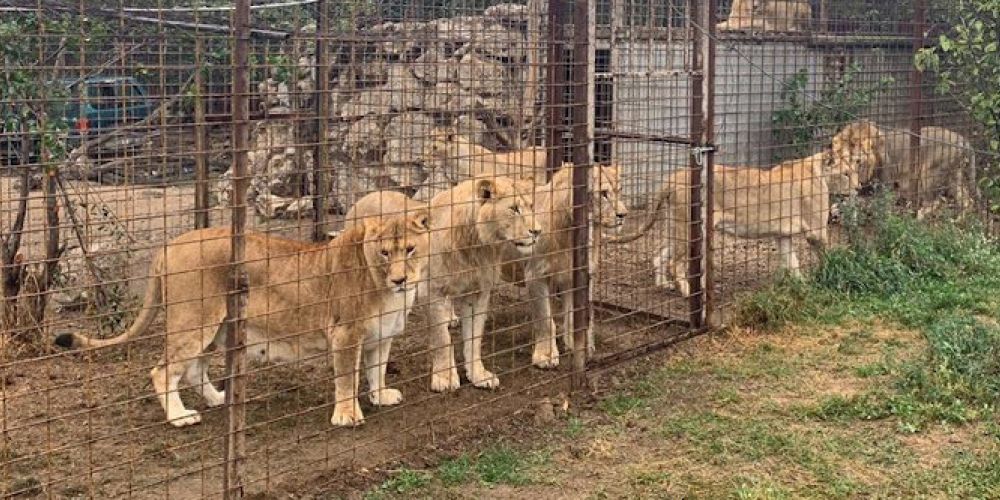 VIER PFOTEN rettet sieben Löwen in Rumänien aus schlechter Haltung