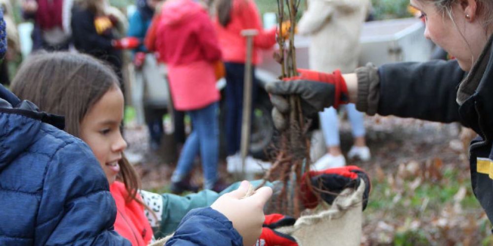 Sedus pflanzt Bäume für die Natur und die Zukunft