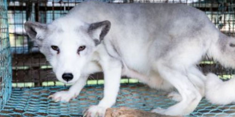 Vogelgrippe in Finnland: Massentötung von 120.000 Pelztieren