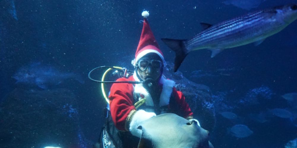 PM Nikolaus taucht im SEA LIFE Berlin ab