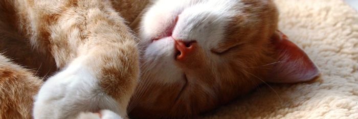 Tipps gegen den Herbst-Blues bei Katzen