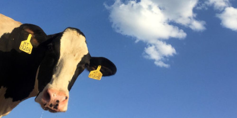 Die Karwochen-Gewinner im Landkreis Konstanz