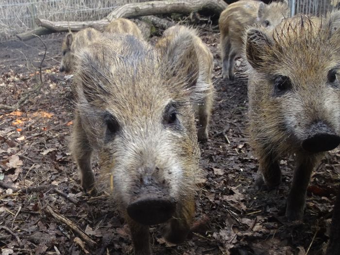 Schweinepest - VIER PFOTEN mahnt zur Umsicht im Wald