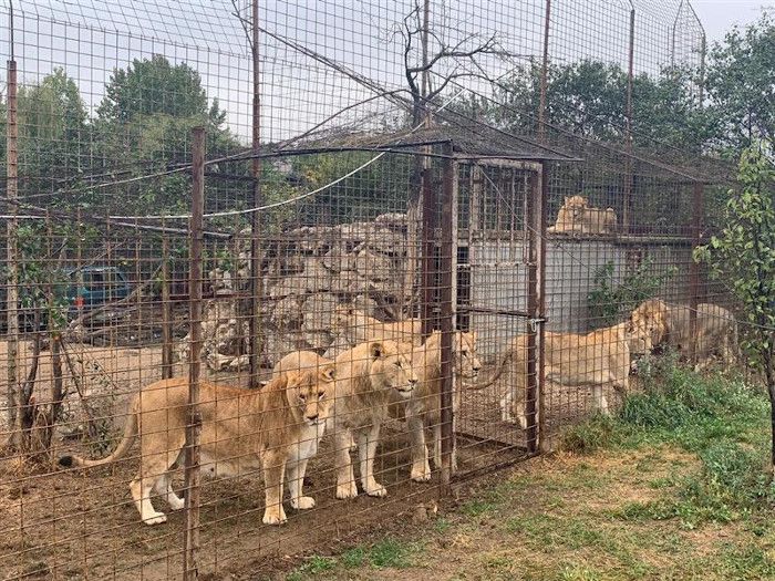VIER PFOTEN rettet sieben Löwen in Rumänien aus schlechter Haltung