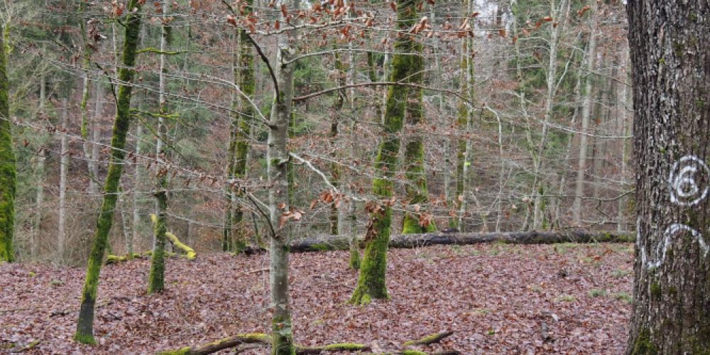 Multifunktionaler Eichenwald