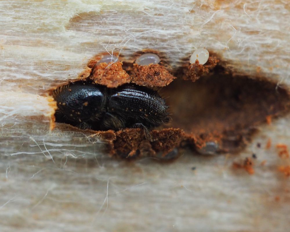 Kreisforstamt informiert zur Aufarbeitung von Käferholz