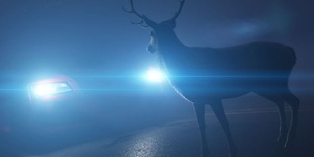 Immer mehr Wildunfälle: ACV warnt vor erhöhtem Risiko zur Zeitumstellung