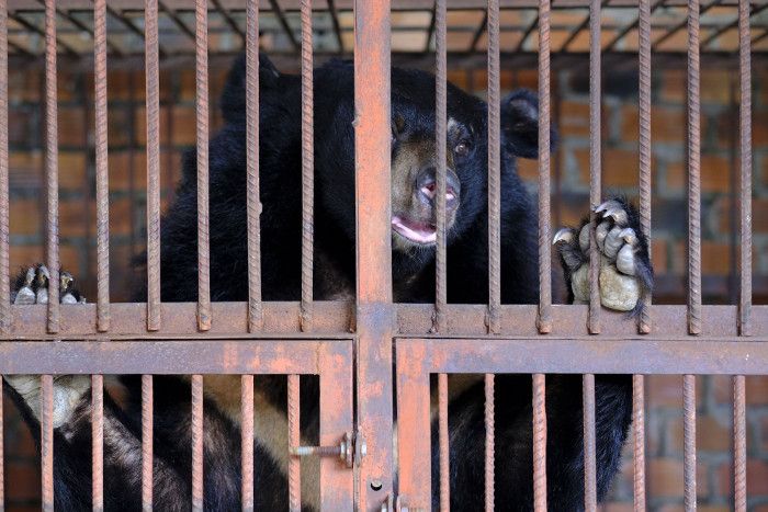 Größte VIER PFOTEN Mission in Vietnam