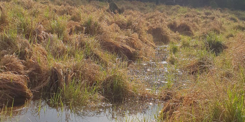 Moorschutz ist Klimaschutz: Stiftungen präsentieren Lösungsansätze