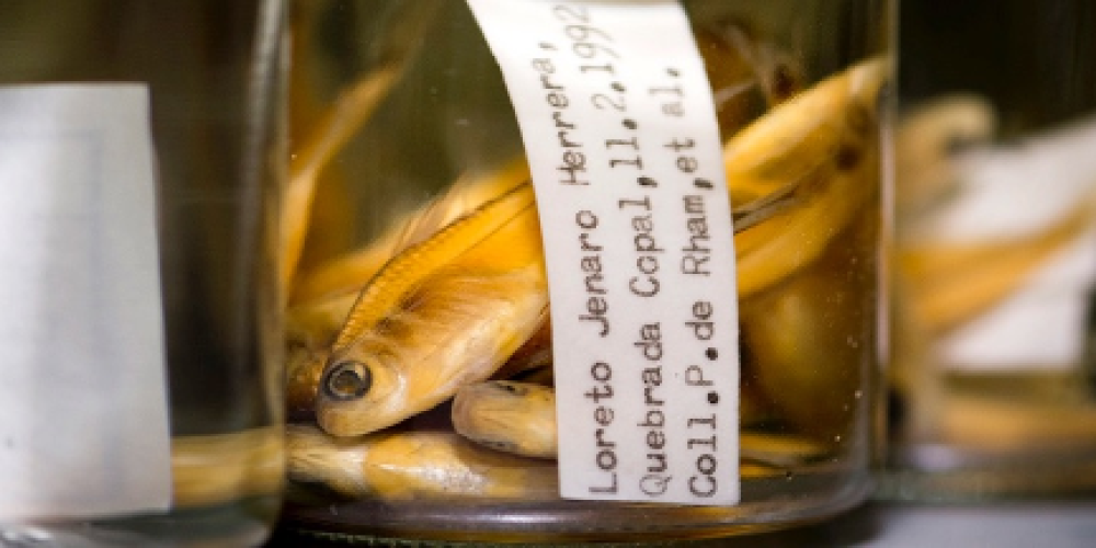 «Schweiz nutzt naturwissenschaftliche Sammlungen schlecht»