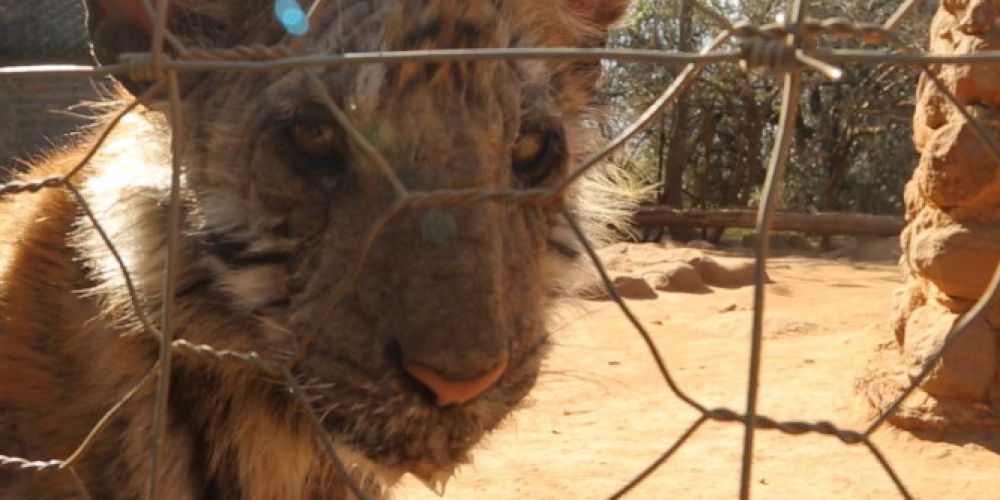 VIER PFOTEN schlägt Alarm: Großkatzenzucht boomt in Südafrika