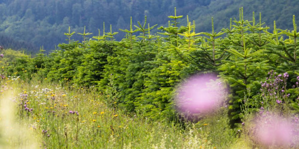 Sind Weihnachtsbäume umweltfreundlich?