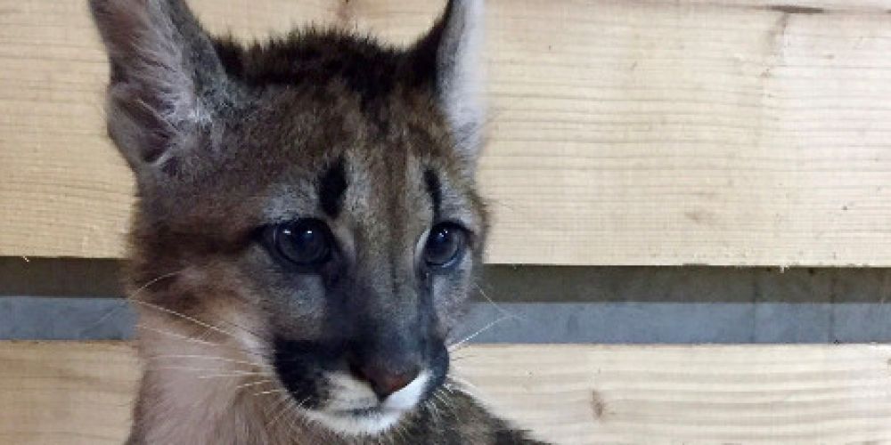 VIER PFOTEN nimmt Opfer von Europas Handel mit Wildkatzen in ihre Obhut