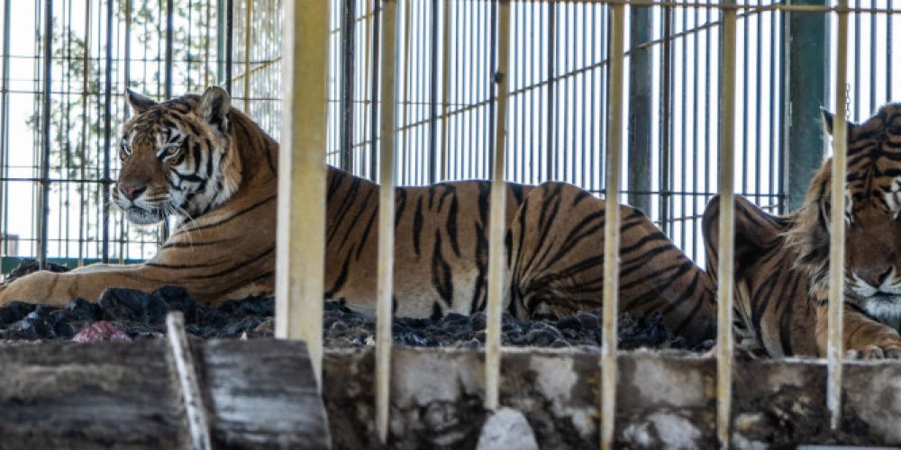 Argentinien: Hoffnung für vier Tiger nach 15 Jahren in zurückgelassenem Bahnwaggon