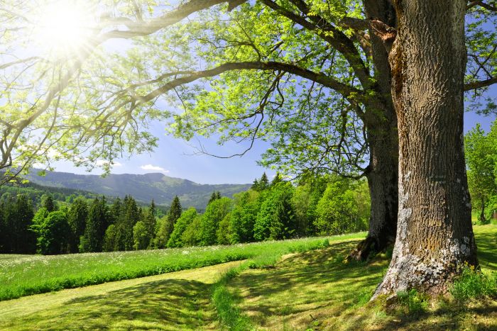 Zeichen stehen auf Frühlingswärme