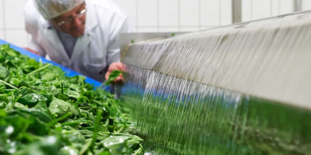 iglo baut Gemüsestandort im Münsterland aus