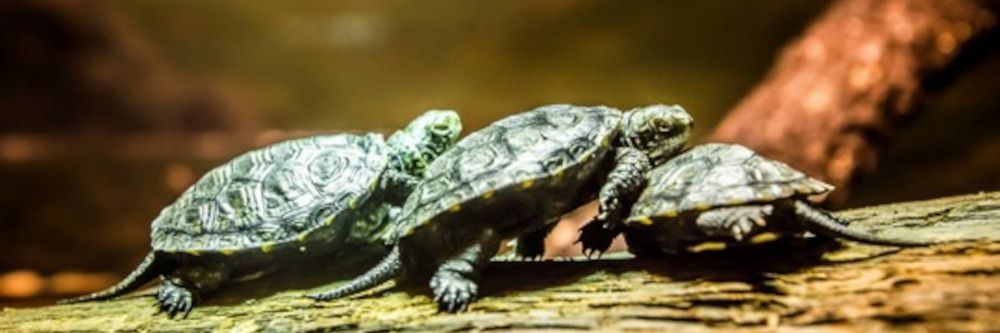 Großer Tag für kleine Botschafter: