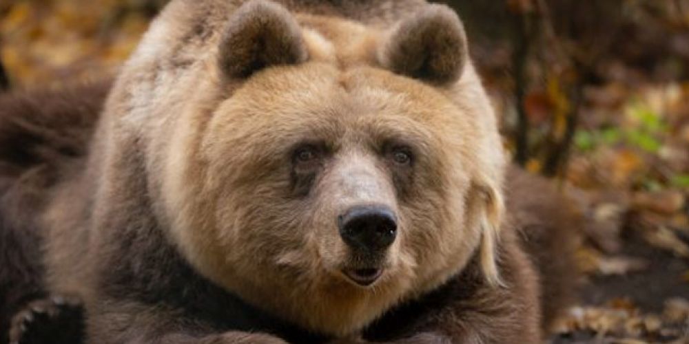 Braunbärin Clara ist gestorben