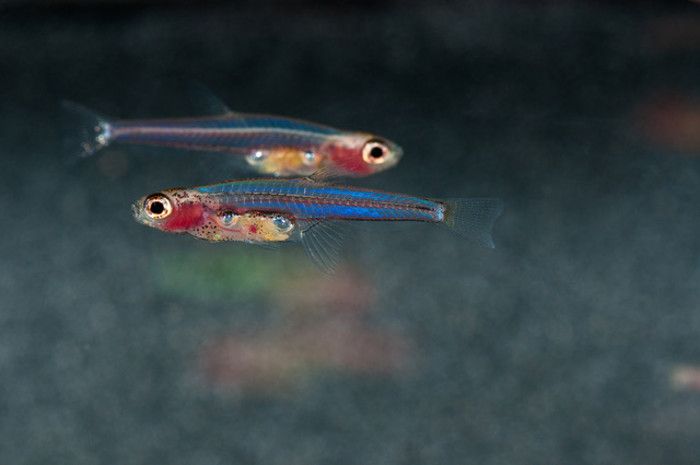Paedocypris – Miniaturisierte Fische mit winzigen Genomen