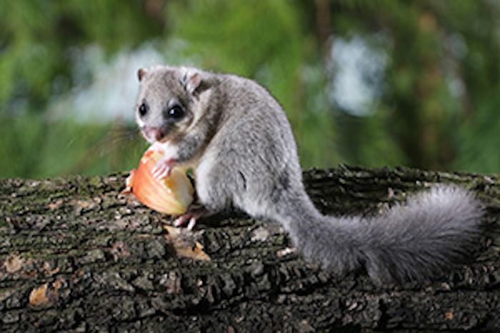 Was ist der Siebenschläfertag?