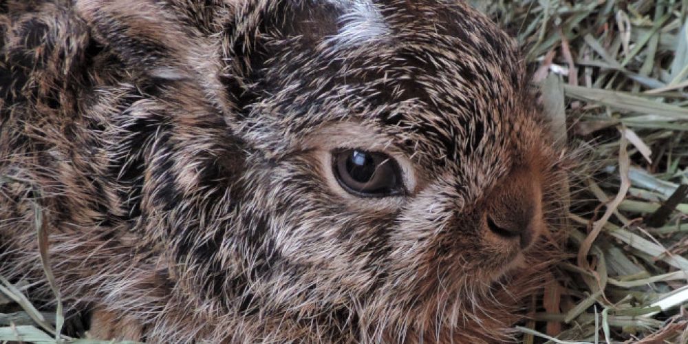 Achtung, Winterkinder! Im Wald ist der erste wilde Nachwuchs da