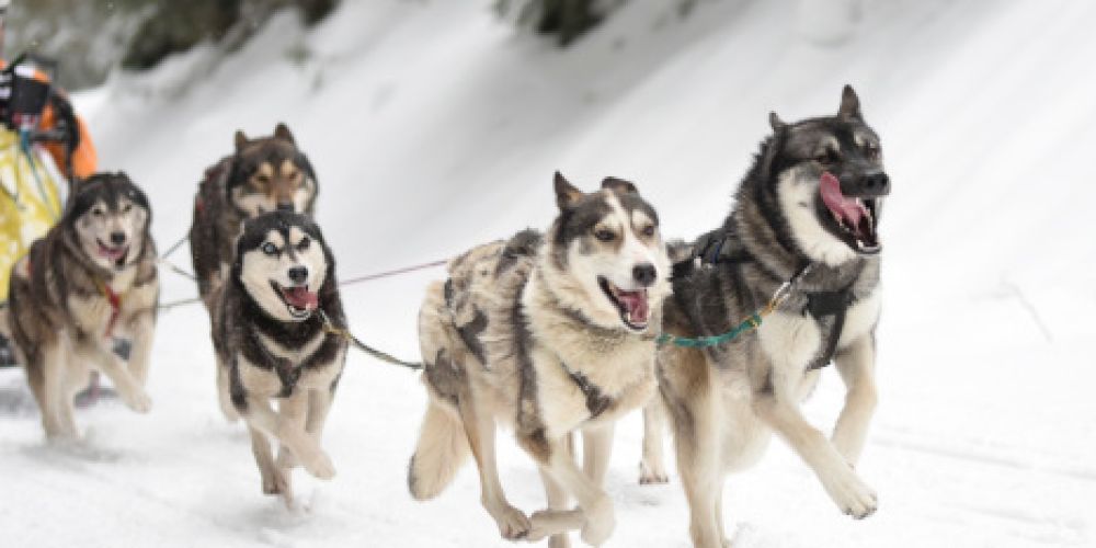 1. Waldhaus-Cup Schlittenhunderennen: Alaska-Feeling in Todtmoos