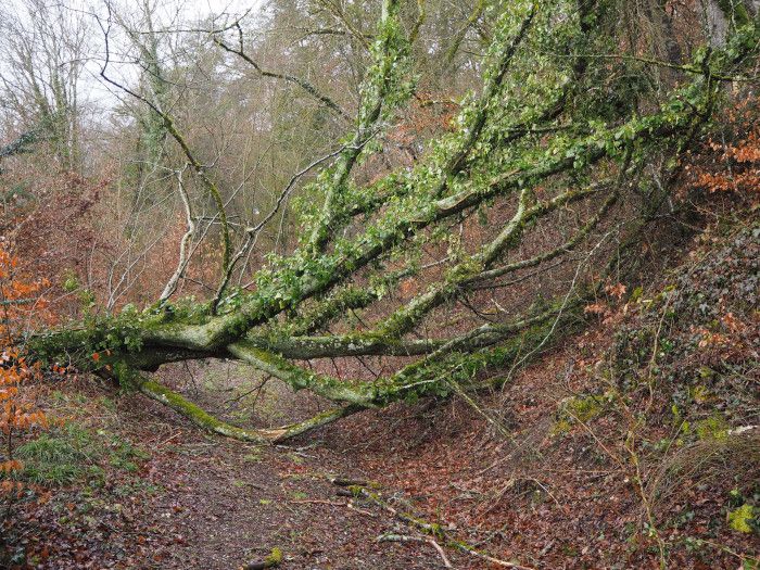 Nach dem Sturm: Von Waldspaziergängen ist abzuraten