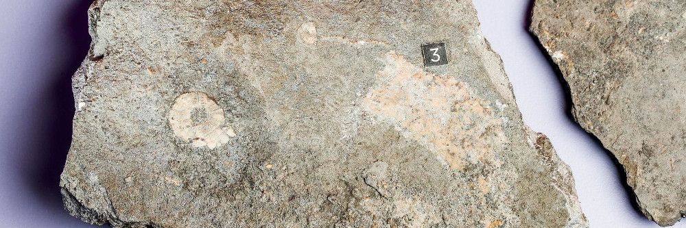 Sternstunde Paläontologie – Neufunde aus dem Schweizer Jura