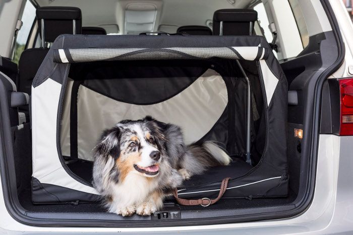 Tipps für Hunde- und Katzenbesitzer in der Ferienzeit